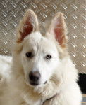 havey - Berger Blanc Suisse (4 ans et 9 mois)