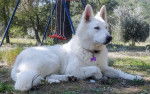 OSAKA - Berger Blanc Suisse (1 an et 1 mois)