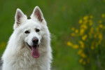 Photo Berger Blanc Suisse