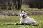 Un Berger Blanc Suisse allongé dans l'herbe et tenant une branche entre ses pattes