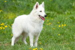 Un Berger Blanc Suisse en promenade dans un parc