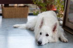 Photo Berger Blanc Suisse
