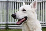 Photo Berger Blanc Suisse