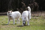 Photo Berger Blanc Suisse