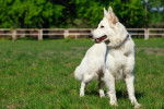 Photo Berger Blanc Suisse