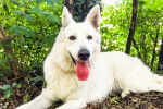 Photo Berger Blanc Suisse