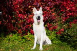 Un Berger Blanc Suisse assis dans un jardin