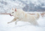 Un Berger Blanc Suisse court dans la neige