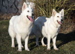 Photo Berger Blanc Suisse