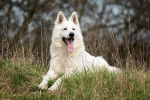 Photo Berger Blanc Suisse