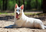 Photo Berger Blanc Suisse
