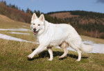 Photo Berger Blanc Suisse