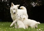 Une femelle Berger Blanc Suisse avec ses chiots