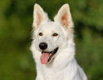 Photo Berger Blanc Suisse