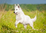 Photo Berger Blanc Suisse