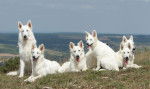 Photo Berger Blanc Suisse
