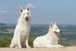 Photo Berger Blanc Suisse