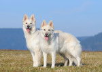 Photo Berger Blanc Suisse