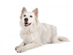Un Berger Blanc Suisse  sur fond blanc