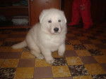 Flocon - Berger Blanc Suisse Mâle (1 mois)
