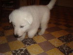 Flocon - Berger Blanc Suisse Mâle (1 mois)