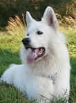 lilas(adute) - Berger Blanc Suisse (2 ans)