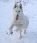 blanco - Berger Blanc Suisse Mâle (2 ans)