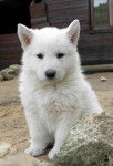 princess - Berger Blanc Suisse (2 mois)