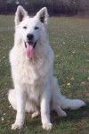 blood(futur chien) - Berger Blanc Suisse Mâle (3 ans)