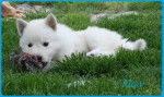 Fitsy - Berger Blanc Suisse Mâle (3 mois)