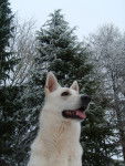 Croc-Blanc du Domaine de Pégase - Berger Blanc Suisse Mâle (2 ans)