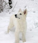 Daïka - Berger Blanc Suisse (1 an)