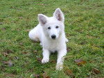 Daïka - Berger Blanc Suisse (1 an)