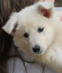 Daïka - Berger Blanc Suisse (1 an)