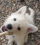 Daïka - Berger Blanc Suisse (1 an)