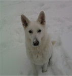 THAO - Berger Blanc Suisse Mâle (9 ans)