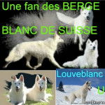 Je suis fan de berger blanc de suisse - Berger Blanc Suisse Mâle (1 an)