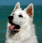 Akeem - Berger Blanc Suisse Mâle (4 ans)