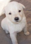 kiba de cachorro - Berger Blanc Suisse Mâle (4 mois)