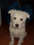Anya - Berger Blanc Suisse (3 mois)