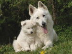 trop chou ! - Berger Blanc Suisse