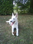 Era - Berger Blanc Suisse (2 ans)