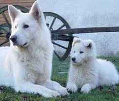 calypso et angela - Berger Blanc Suisse