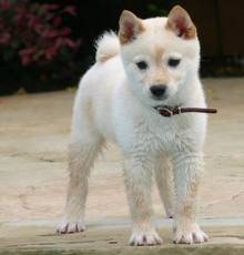 Amour - Berger Blanc Suisse (10 mois)