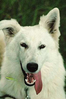 Gazole - Berger Blanc Suisse Mâle (8 mois)