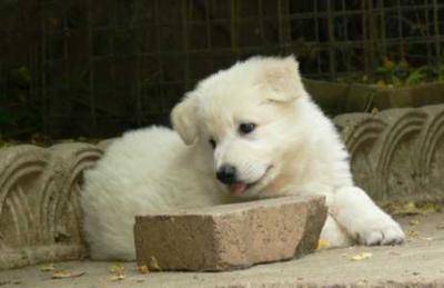 Frax - Berger Blanc Suisse Mâle (3 mois)