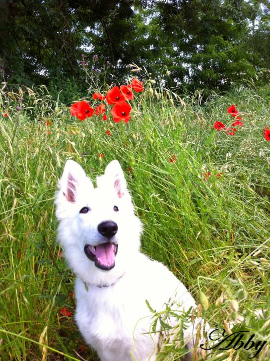 Abby - Berger Blanc Suisse (6 mois)