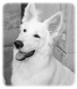 Denzo - Berger Blanc Suisse Mâle (8 mois)