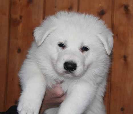 patapouf - Berger Blanc Suisse Mâle (5 mois)