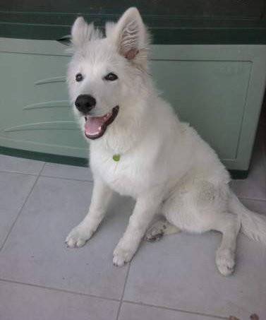 helios - Berger Blanc Suisse Mâle (6 mois)